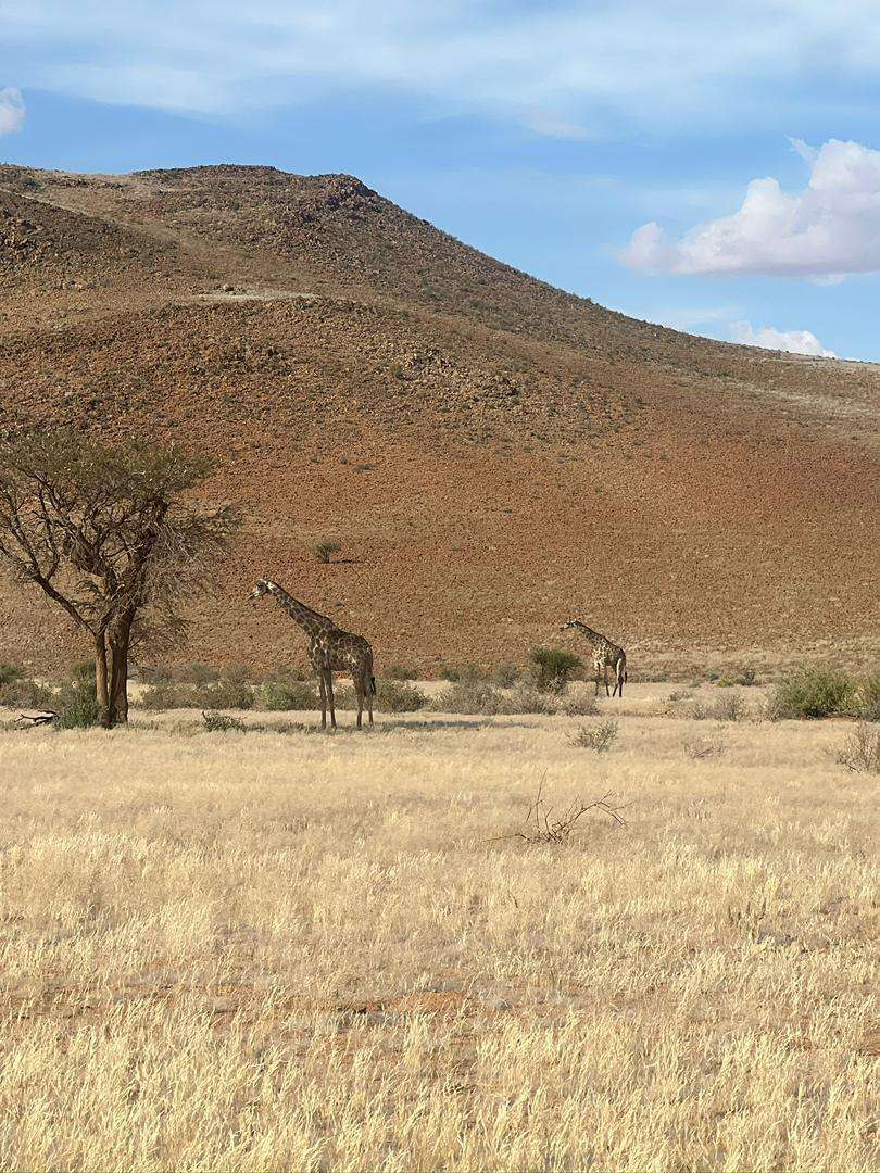 Two giraffe standing in dry grass beneath a camelthorn tree below a red Damaraland hill
